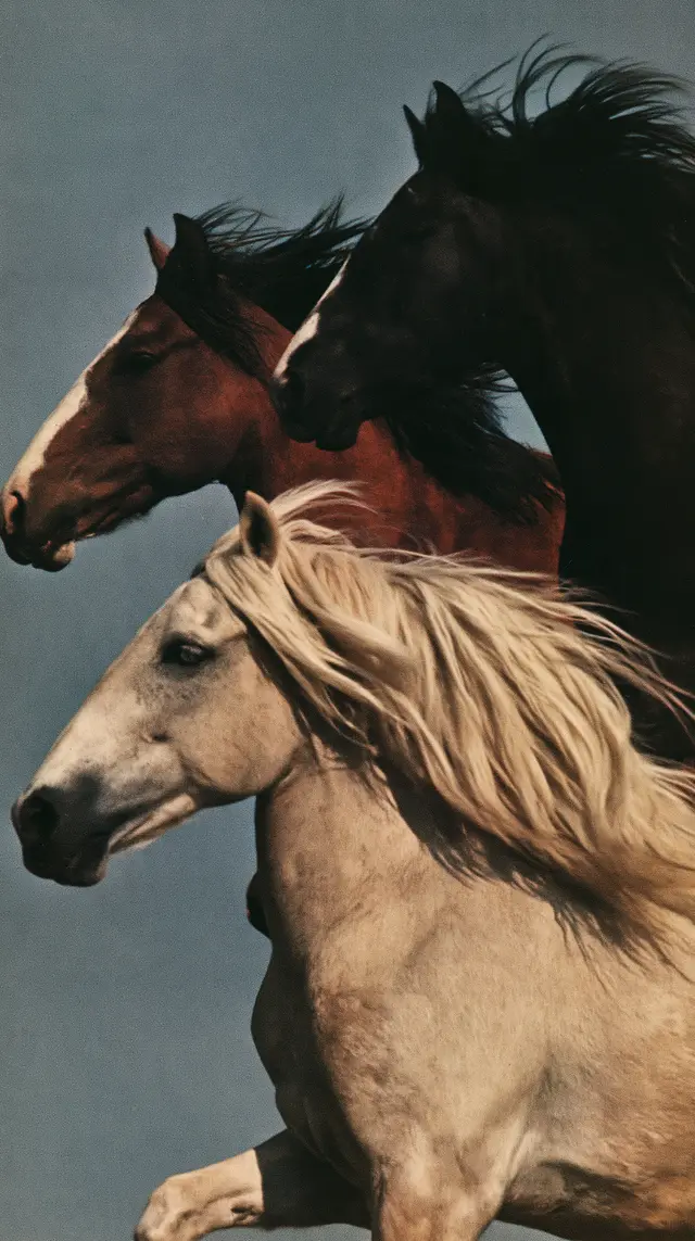 趣味配图 3